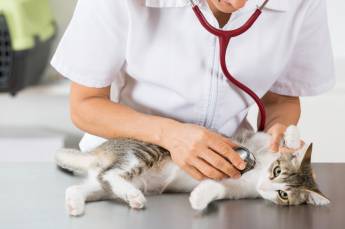 Katzenkrankheiten und ihre Symptome