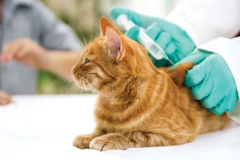 Würmer bei Katzen richtig behandeln bekämpfen