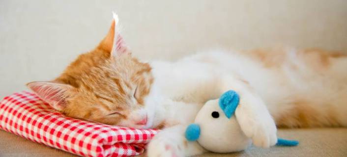 Spielzeug für Katzen