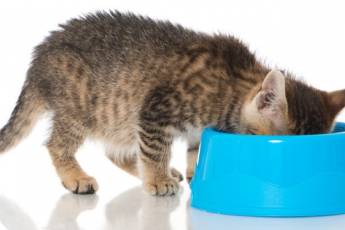 Katzenernährung