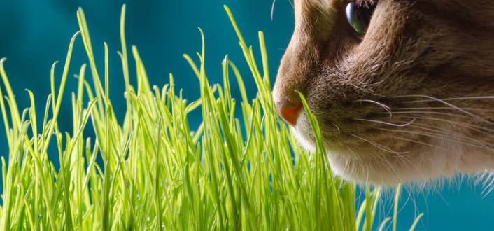 Katzengras