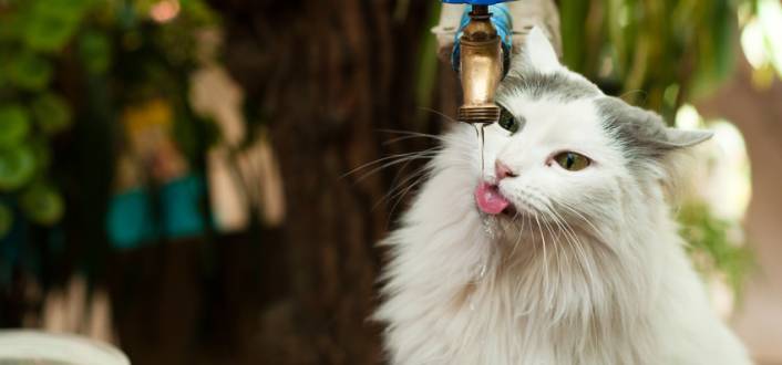 Katze trinkt aus Wasserhahn