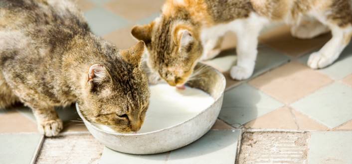 Katzen trinken Milch
