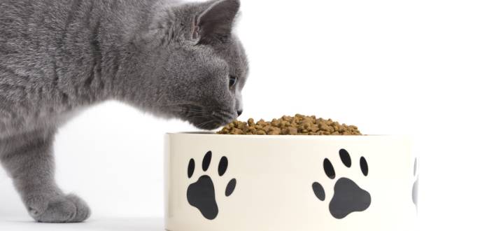 Katze frisst nicht