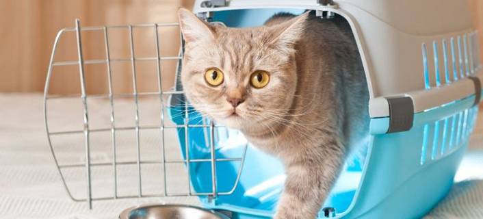 Zubehör für Katzen