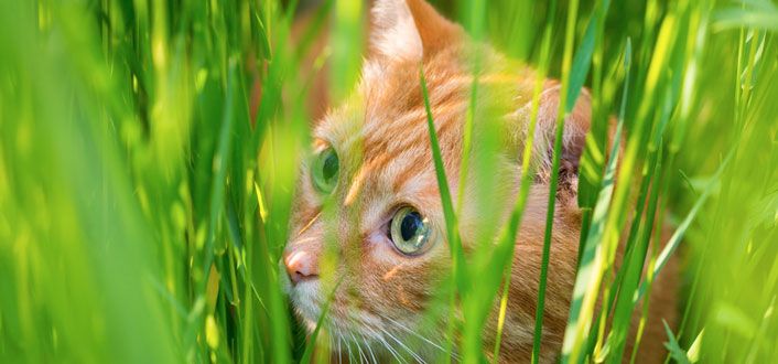 Bandwürmer bei Katzen