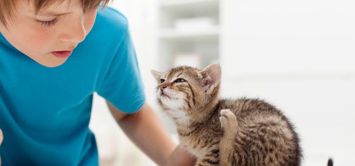 Katzenflöhe Erkennen Und Behandeln