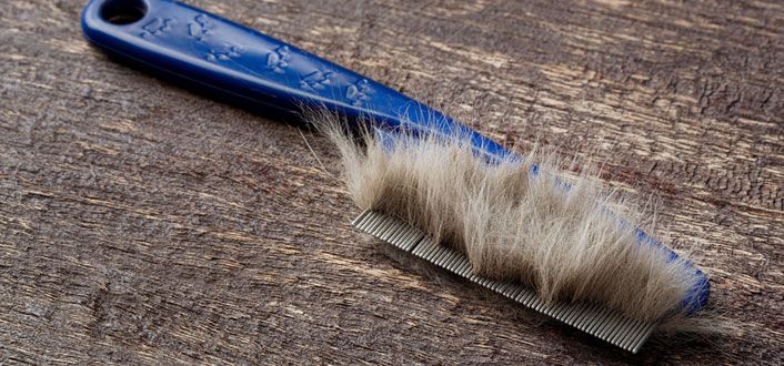 Katzenflöhe mit Flohkamm bekämpfen