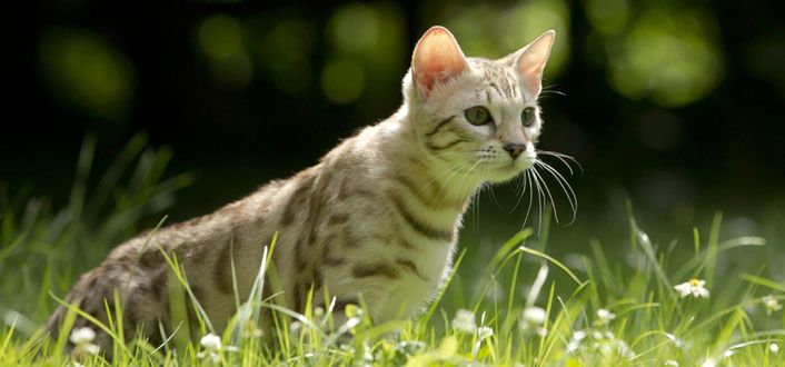 Grasmilben Bei Katzen Symptome Behandlung