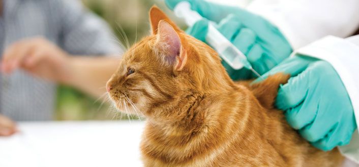 Wurmkur Bei Katzen Wirkung Häufigkeit Nebenwirkungen