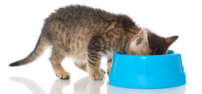 Katzenernährung - Katzen gesund ernähren