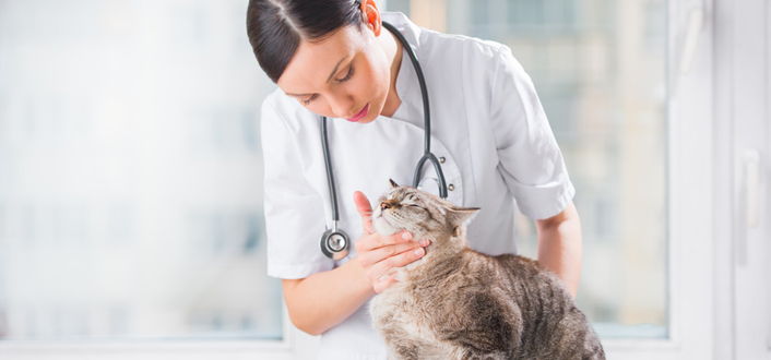 Die häufigsten Katzenkrankheiten