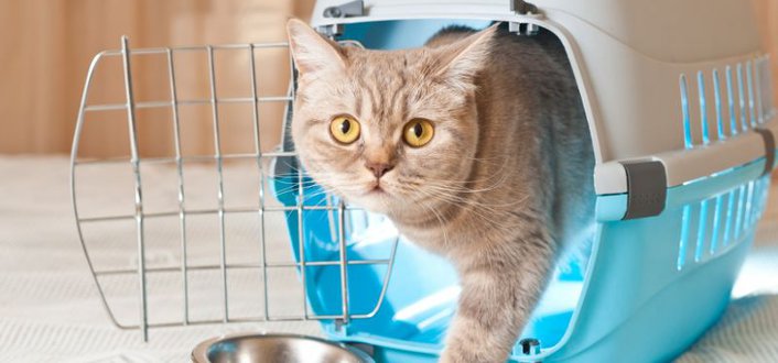 Katzenzubehör - Was brauchen Katzen?