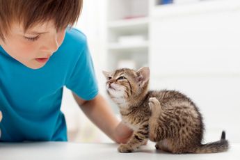 Katze mit Milben kratzt sich
