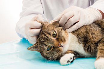 Katze mit Milben beim Tierarzt
