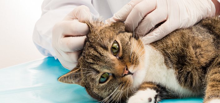 Ohrmilben Bei Katzen Symptome Behandlung